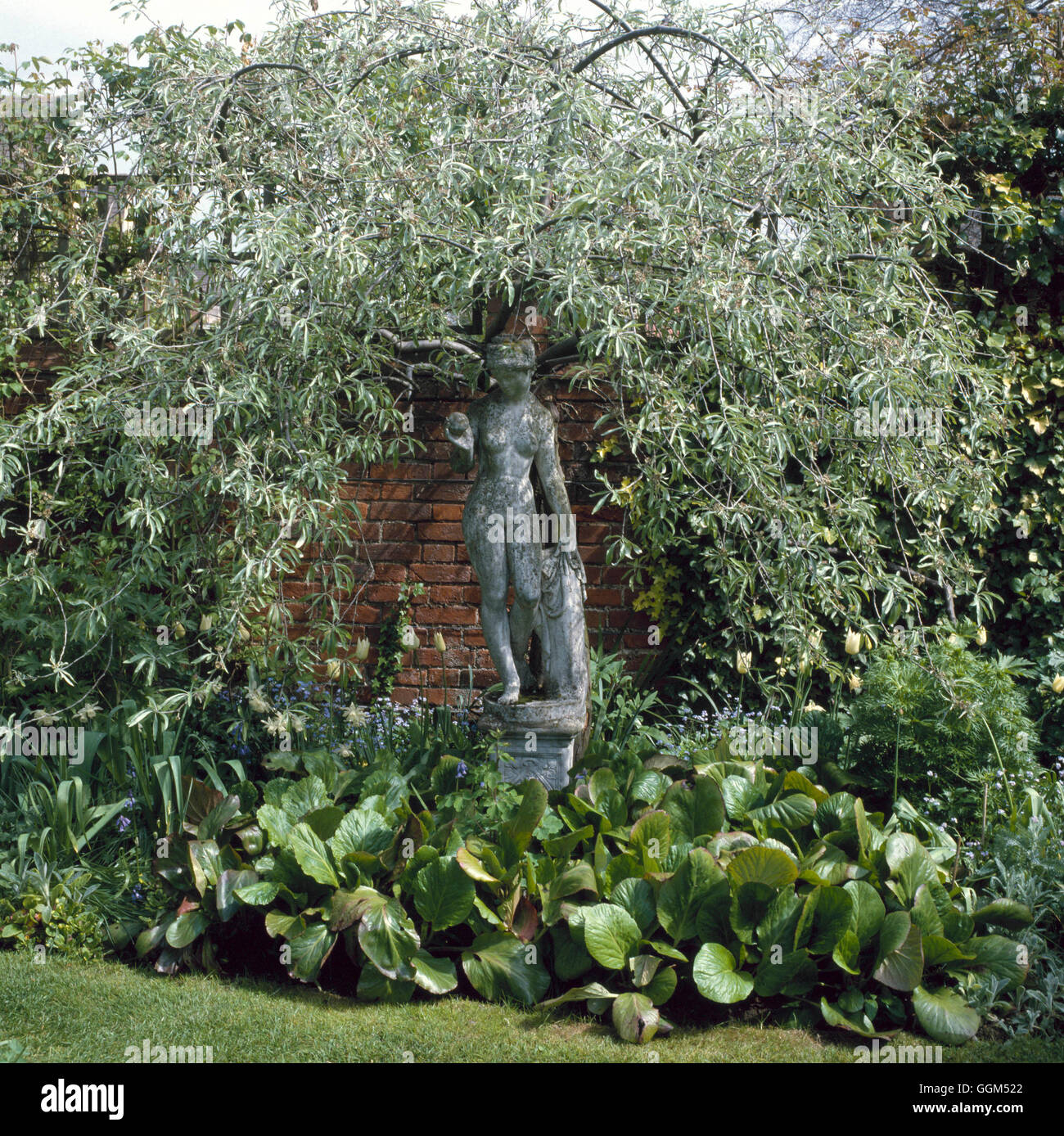 Statue - beneath Pyrus salicifolia `Pendula' - (Please credit: Photos Horticultural/ Sun House  Long Melford)   STA069 Stock Photo